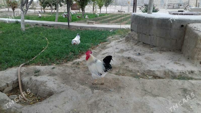 Adler horoz - Gyzylarbat - img 3