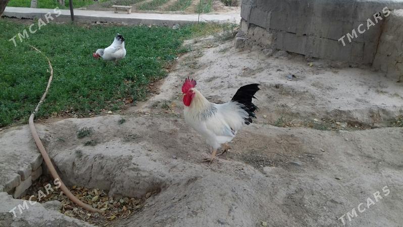 Adler horoz - Gyzylarbat - img 2