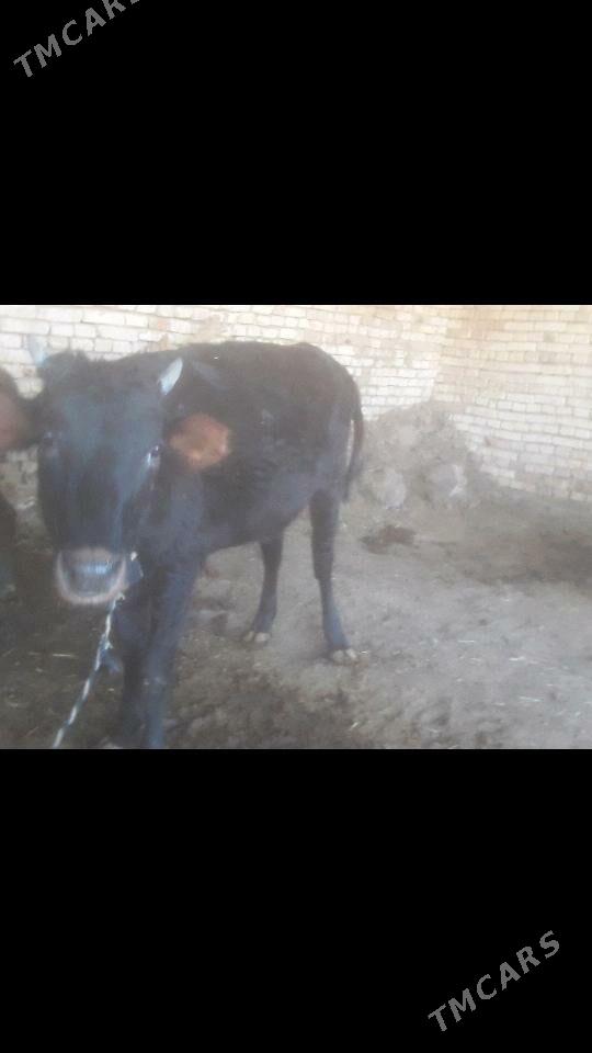 Gulajyn - Мургап - img 2