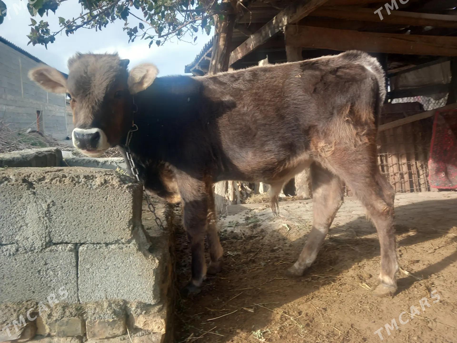 okuzce - Gökdepe - img 3