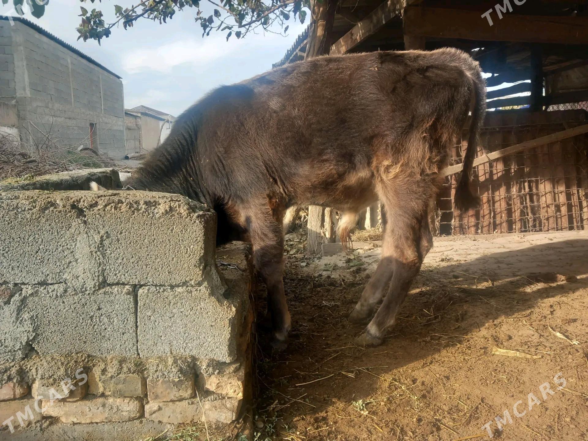 okuzce - Gökdepe - img 2