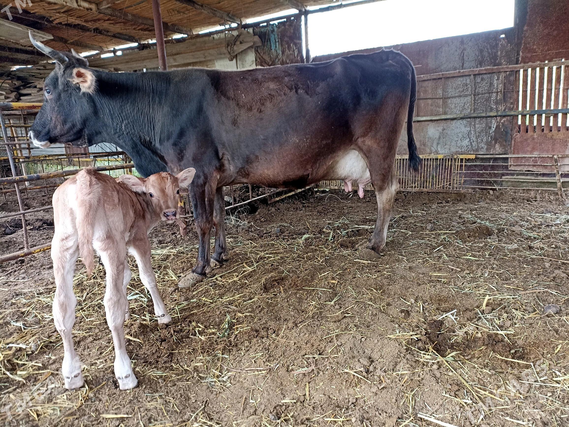 Goleli sygyr - Wekilbazar - img 2