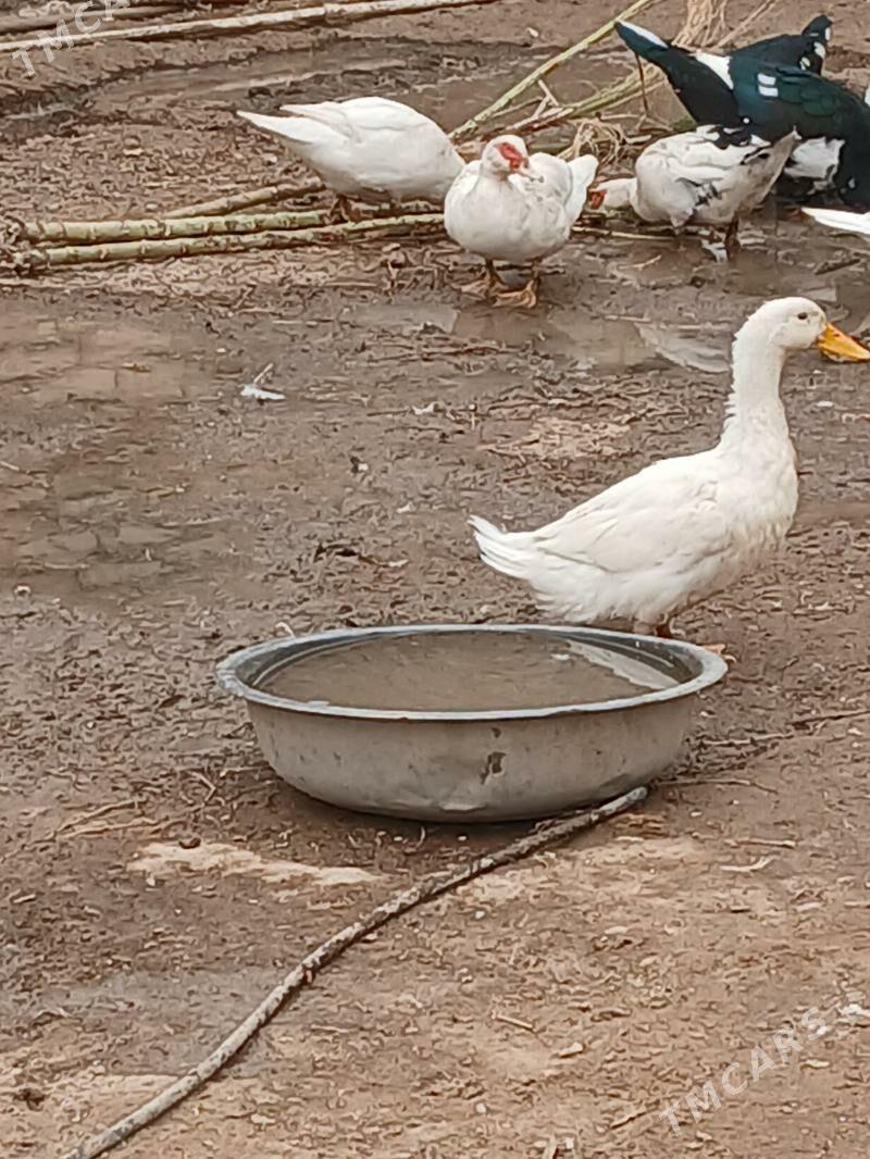 Yasylbas ordek - Мары - img 2