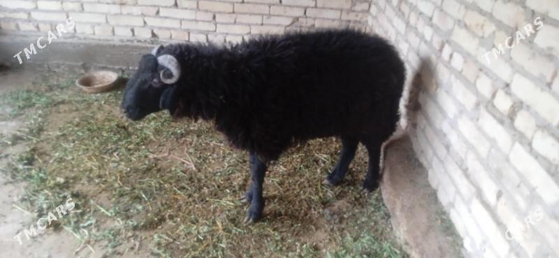 kockar - Çärjew - img 2