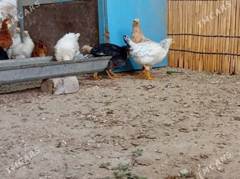 Balakly juyje 3aylyk - Baýramaly - img 5