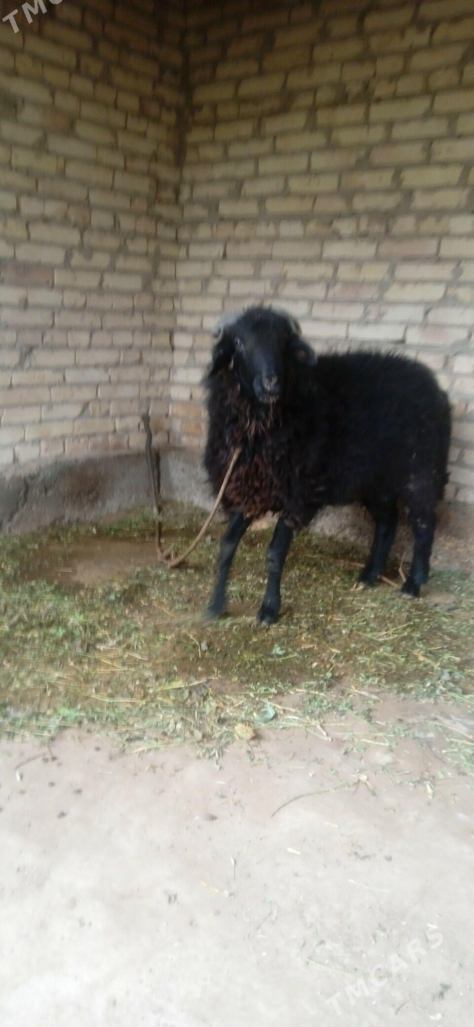 kockar - Çärjew - img 3