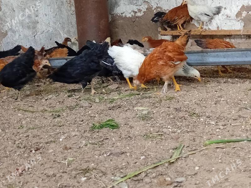 Balakly juyje 3aylyk - Baýramaly - img 6