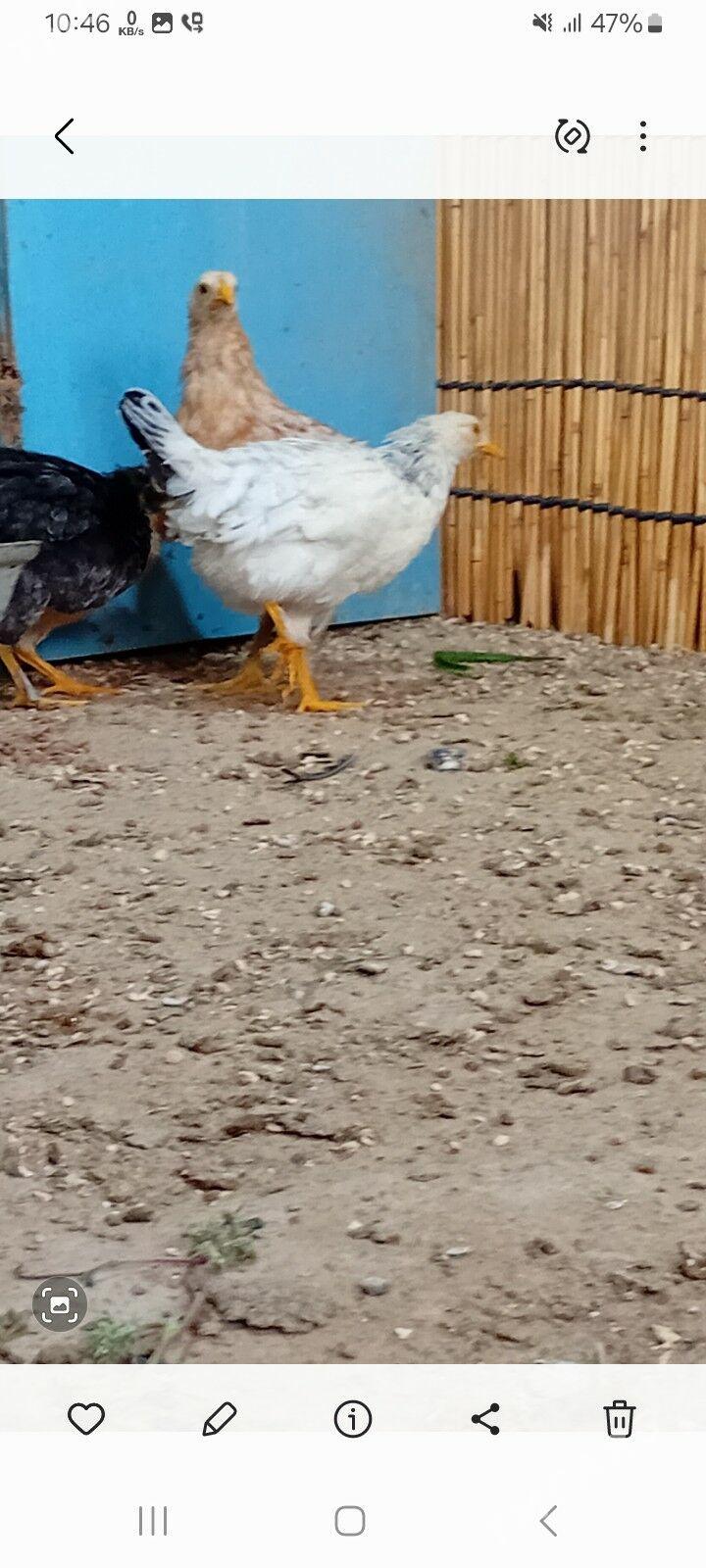 Balakly juyje 3aylyk - Baýramaly - img 4