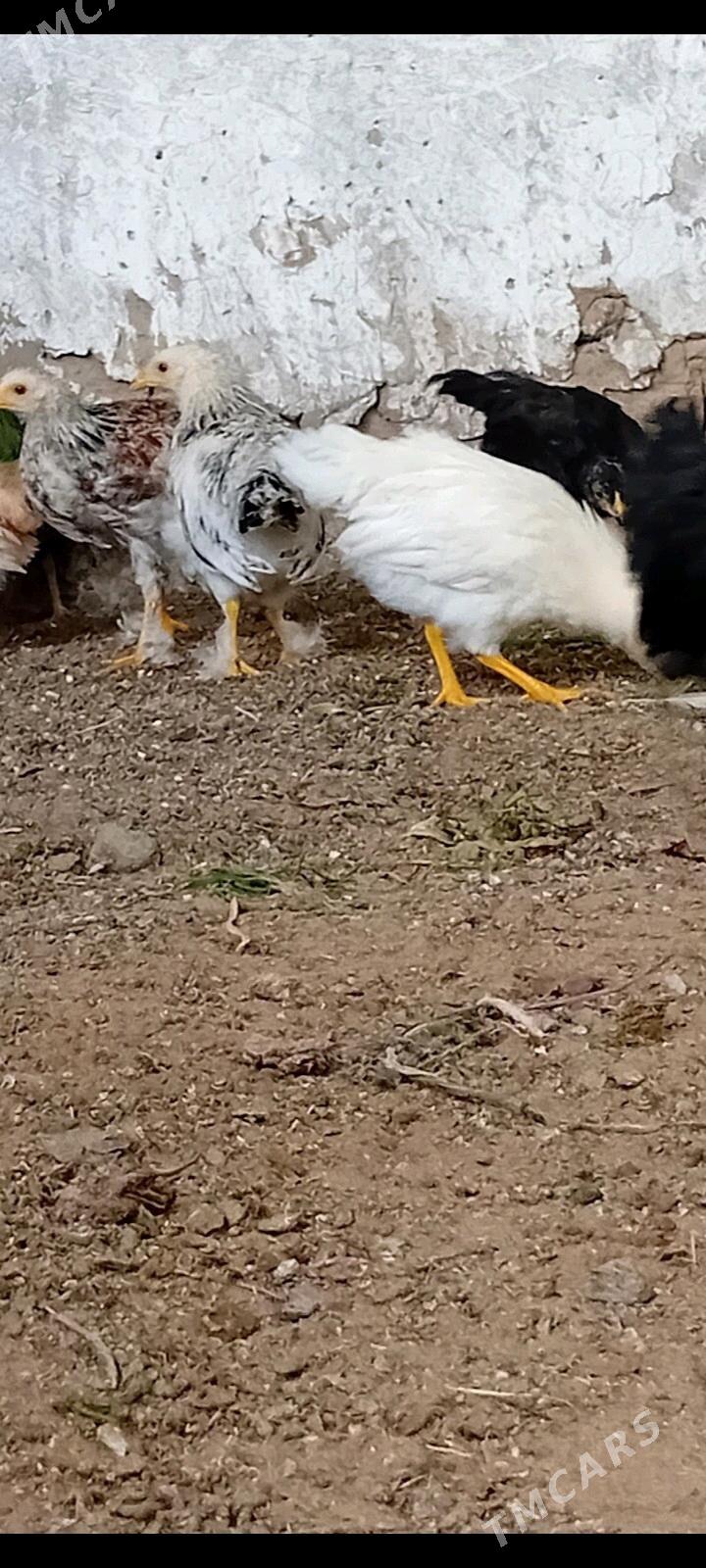 Balakly juyje 3aylyk - Baýramaly - img 2