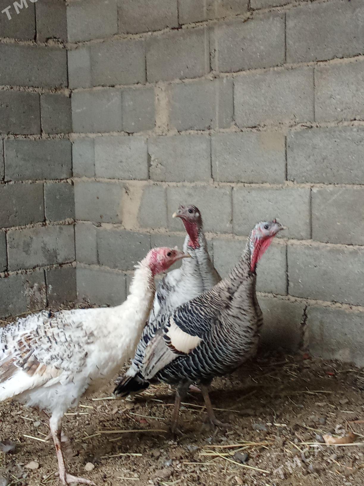 induk towyk - Гызыларбат - img 2