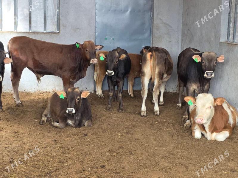 Şiwet ökuz tuwe - Кëши - img 3