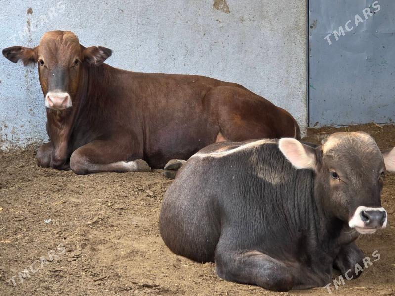 Şiwet ökuz tuwe - Кëши - img 4