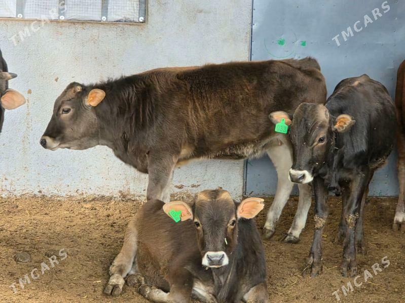 Şiwet ökuz tuwe - Кëши - img 2