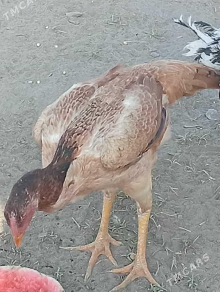 meki baýes - Байрамали - img 3