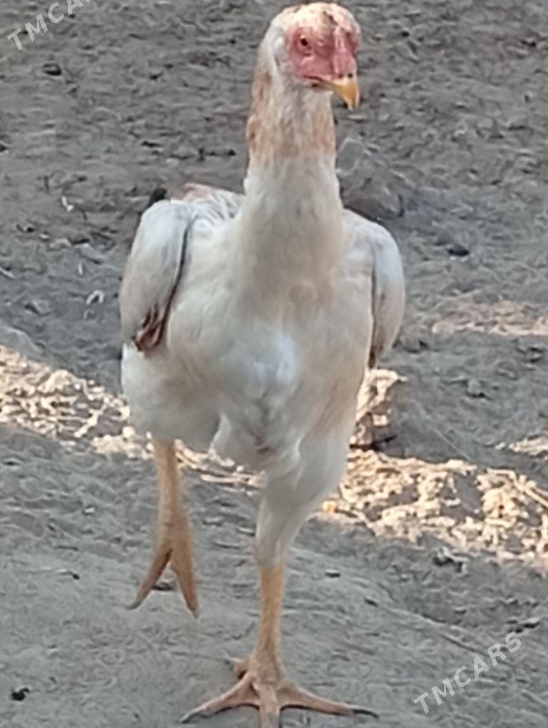 meki baýes - Байрамали - img 6