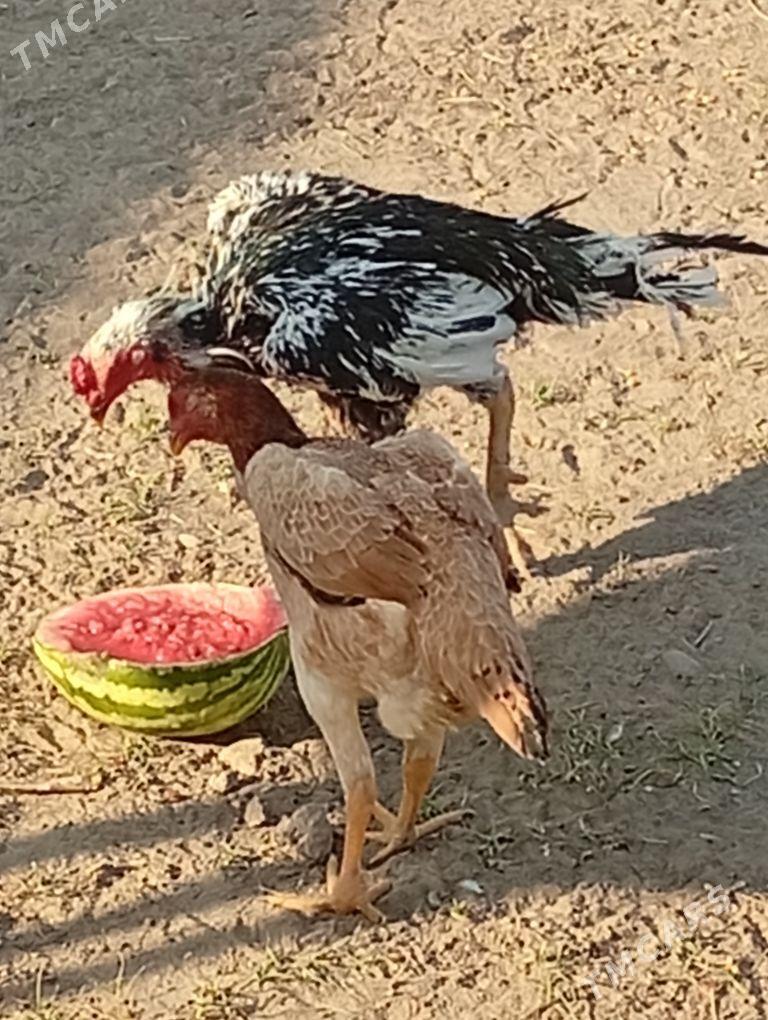 meki baýes - Байрамали - img 5