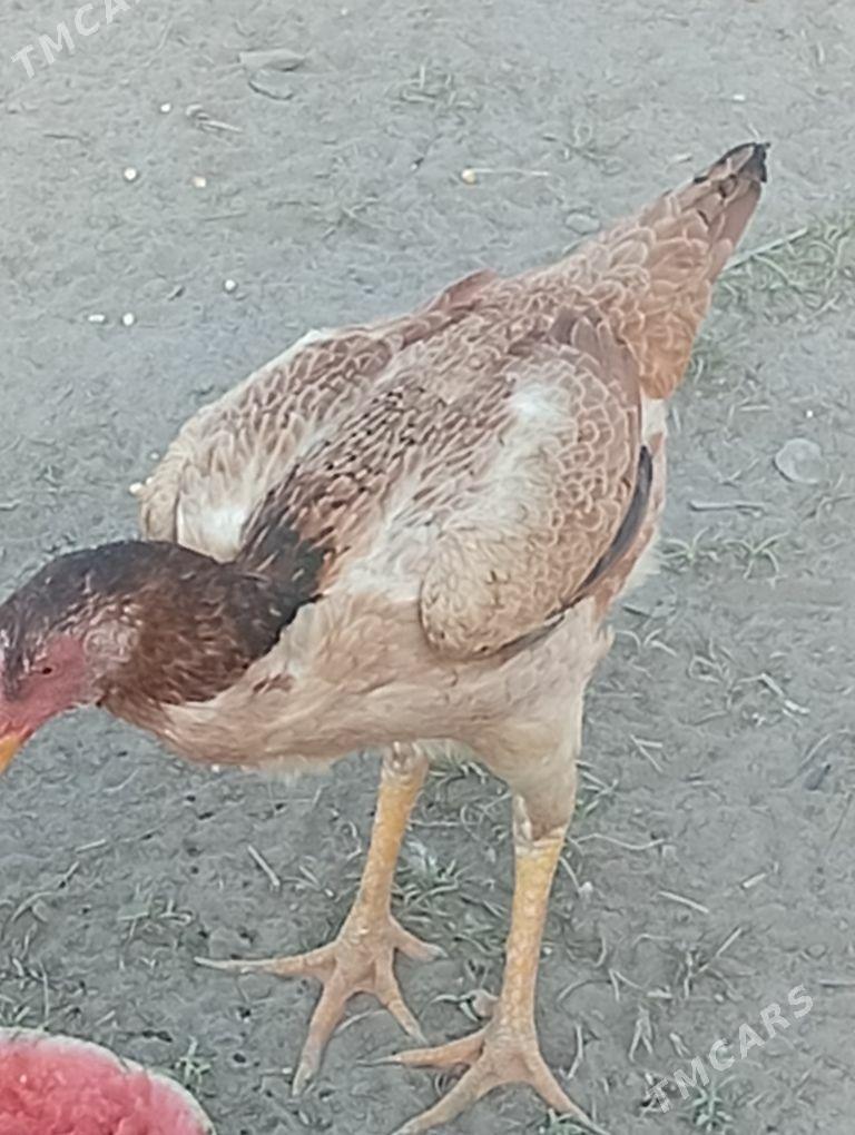 meki baýes - Байрамали - img 2