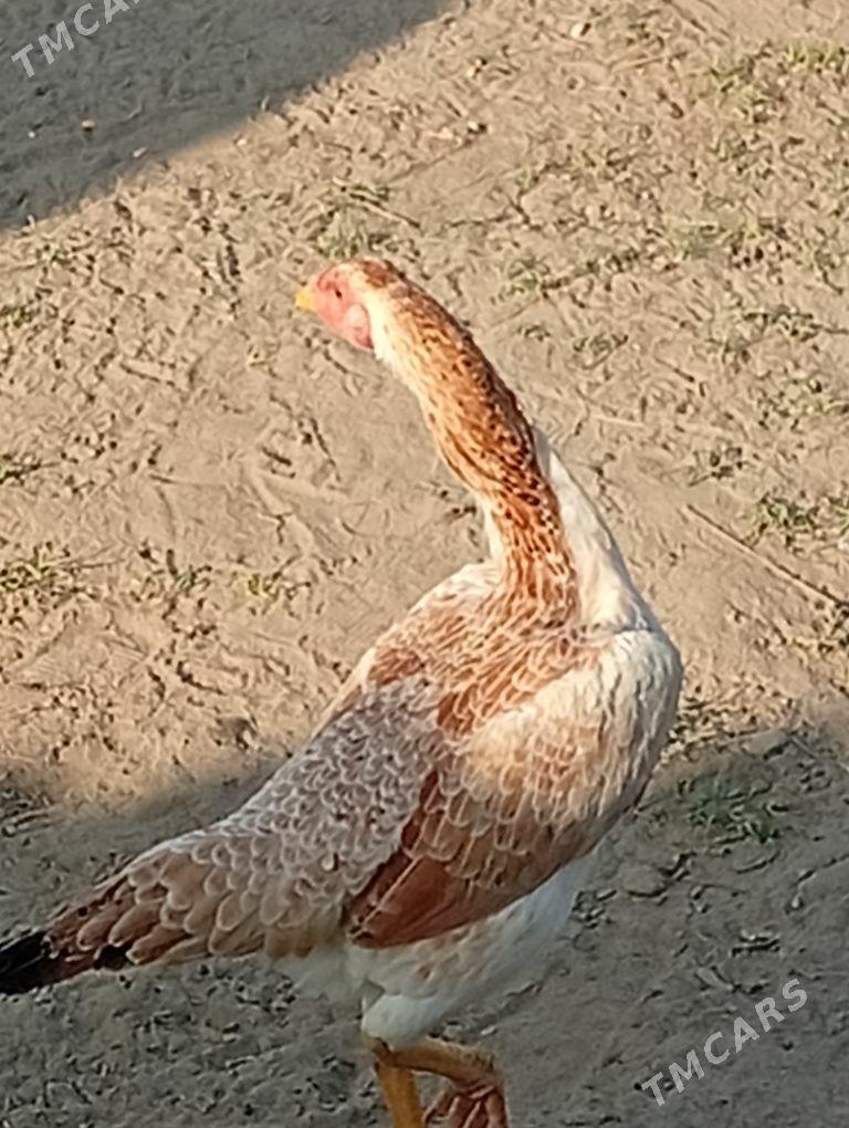 meki baýes - Байрамали - img 4