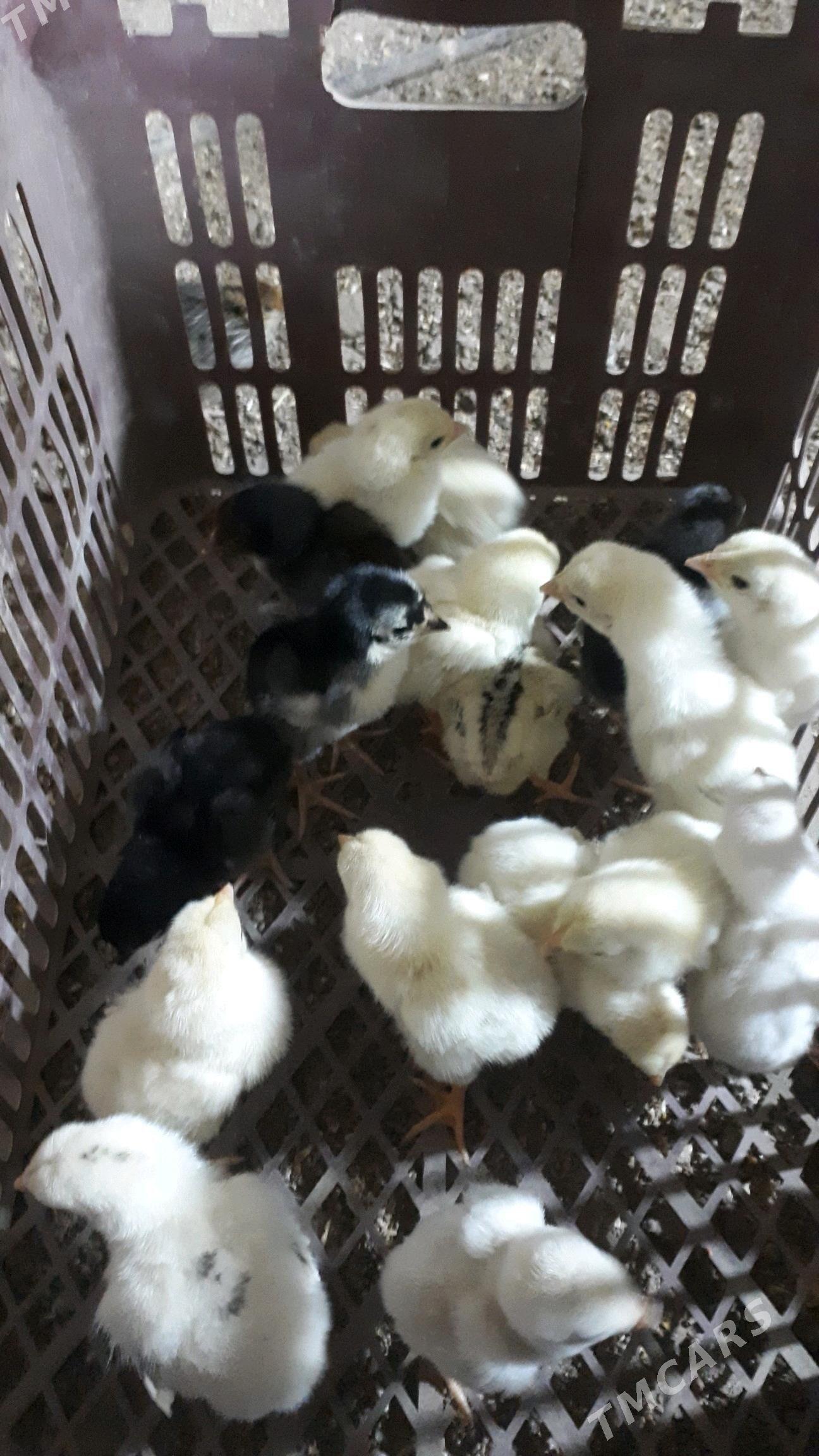 baes juje satlyk - Туркменабат - img 1