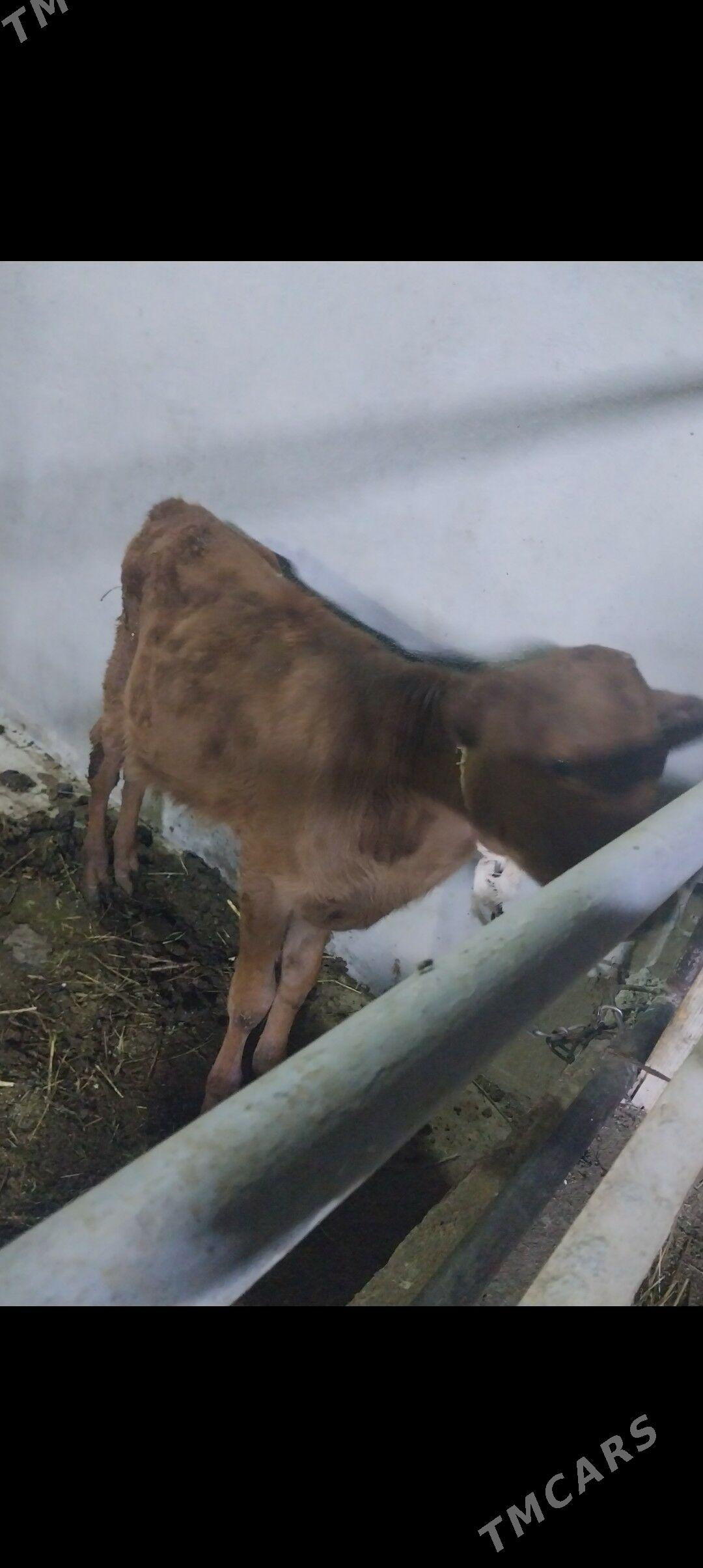 tuwe - Ашхабад - img 3