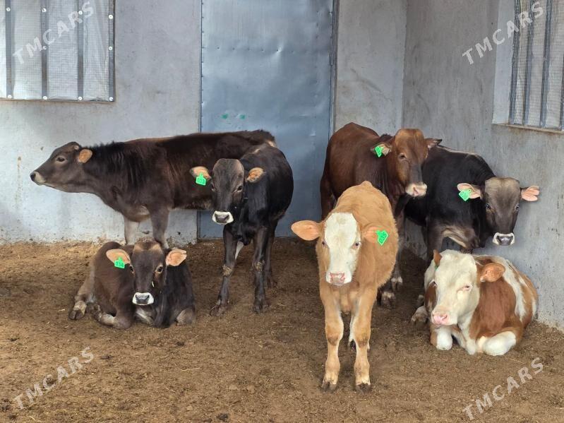 Şiwet ökuz tuwe - Кëши - img 5