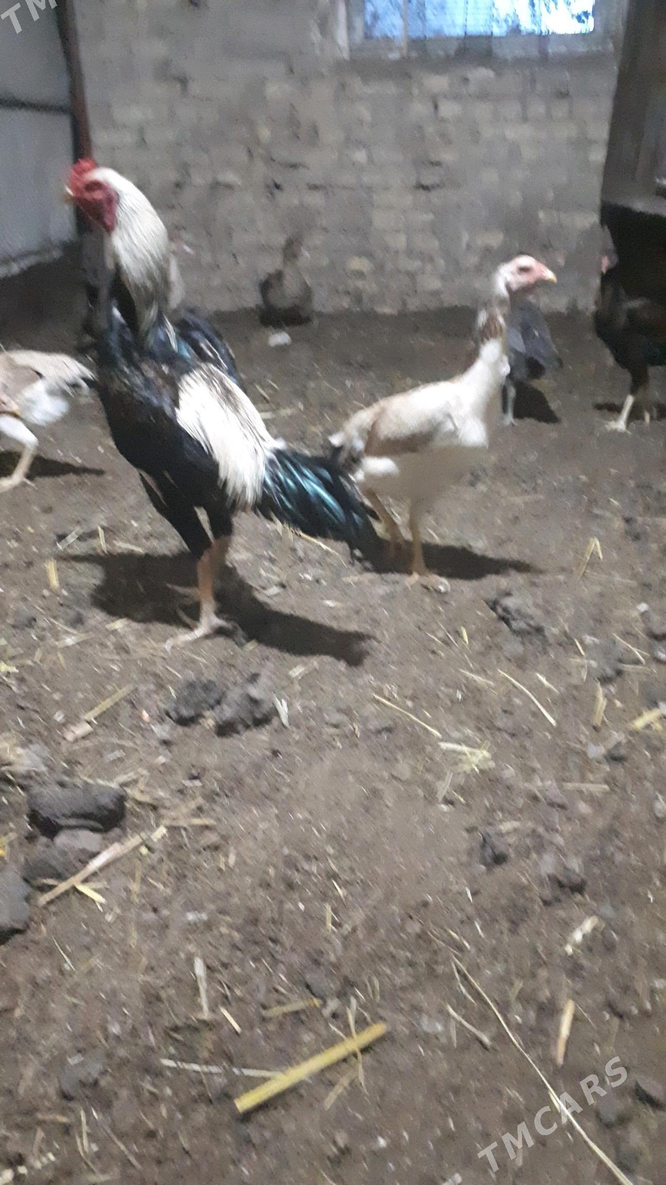 baes juje satlyk - Туркменабат - img 2