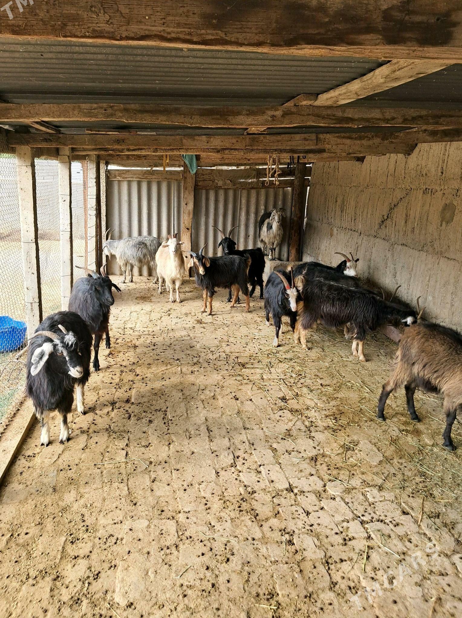 Geçiler - Гёкдепе - img 1