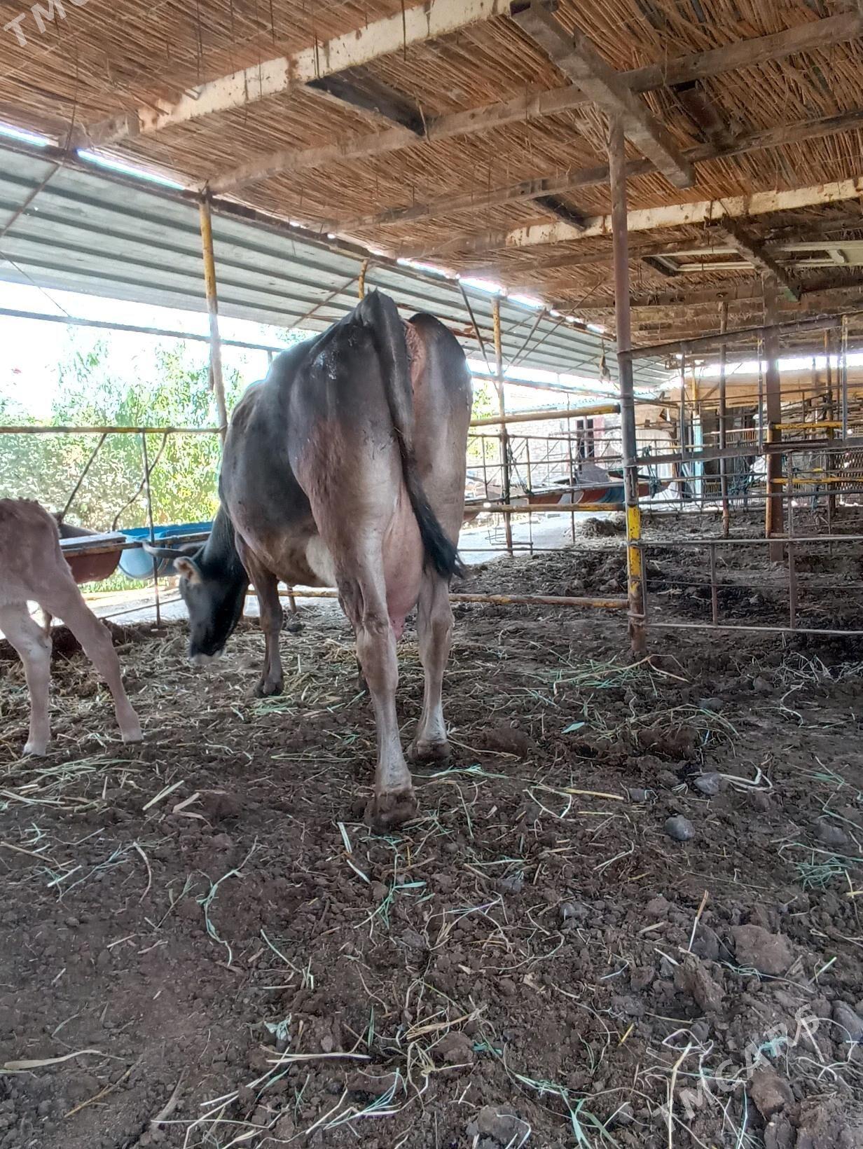 Goleli sygyr - Wekilbazar - img 5