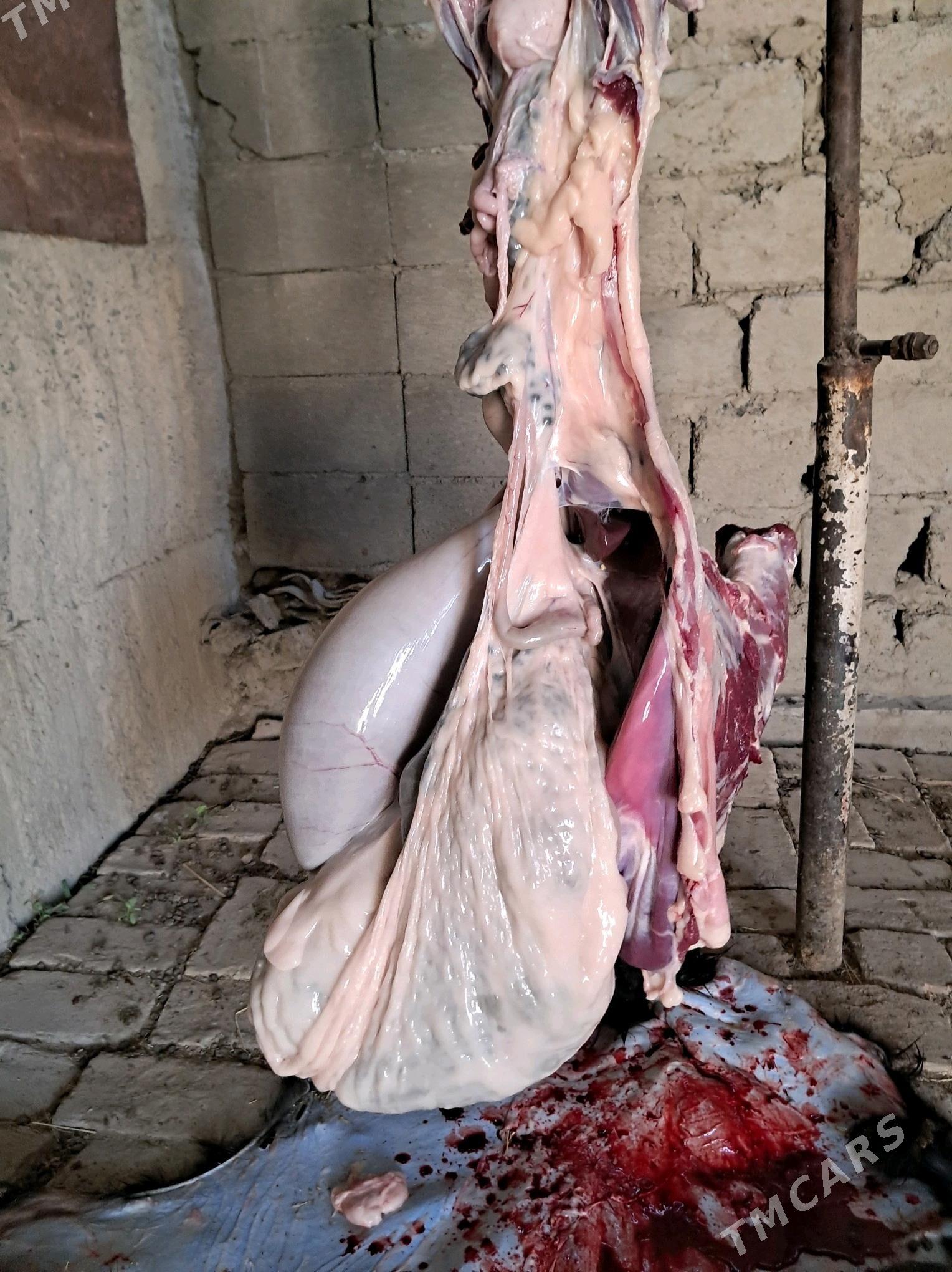 Geçiler - Гёкдепе - img 2