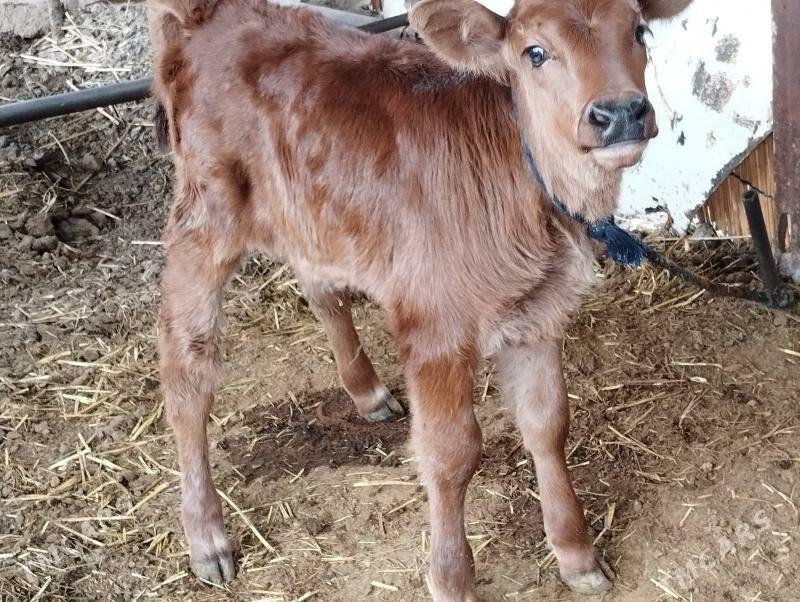 Korpe goleli sygyr - Mary - img 4