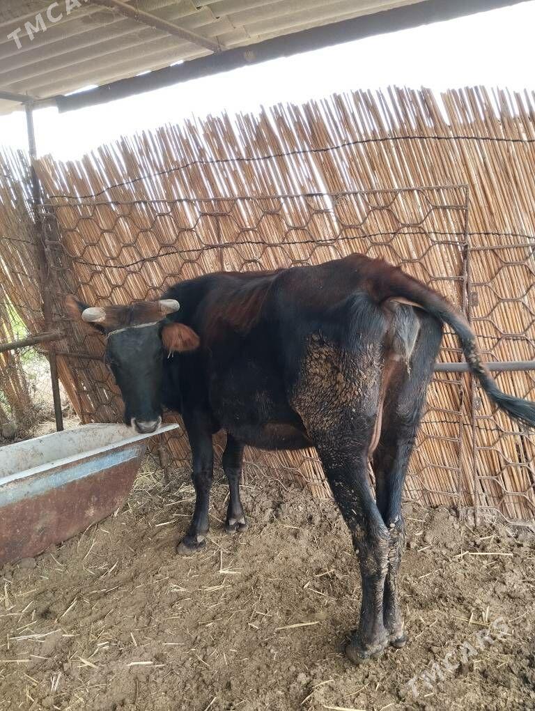 Korpe goleli sygyr - Mary - img 2