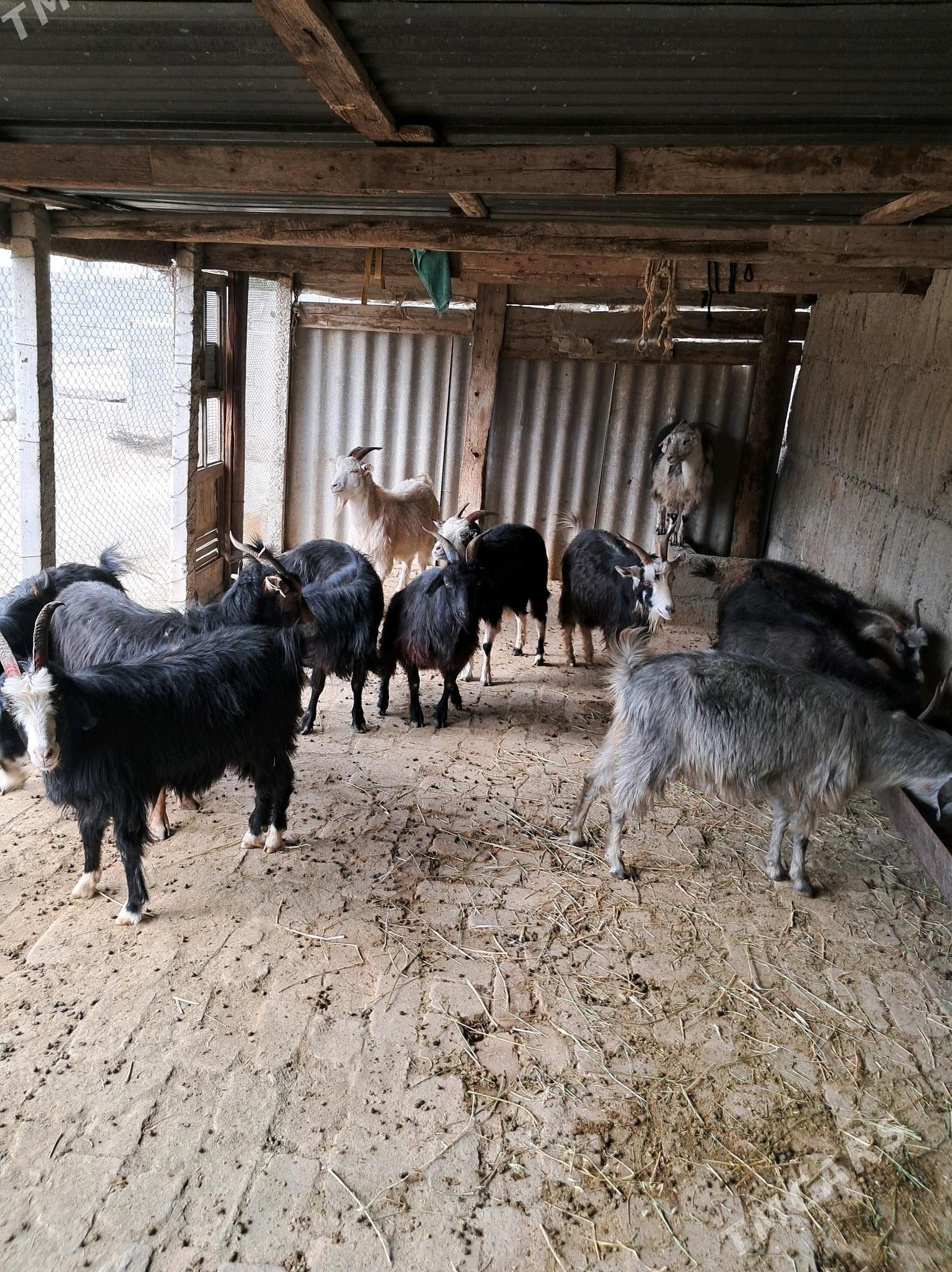 Geçiler - Гёкдепе - img 3