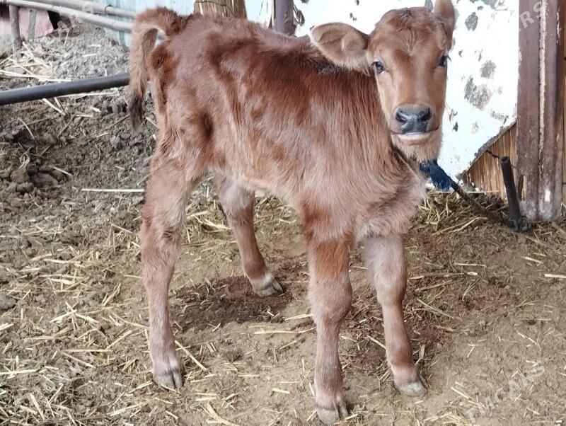 Korpe goleli sygyr - Mary - img 3