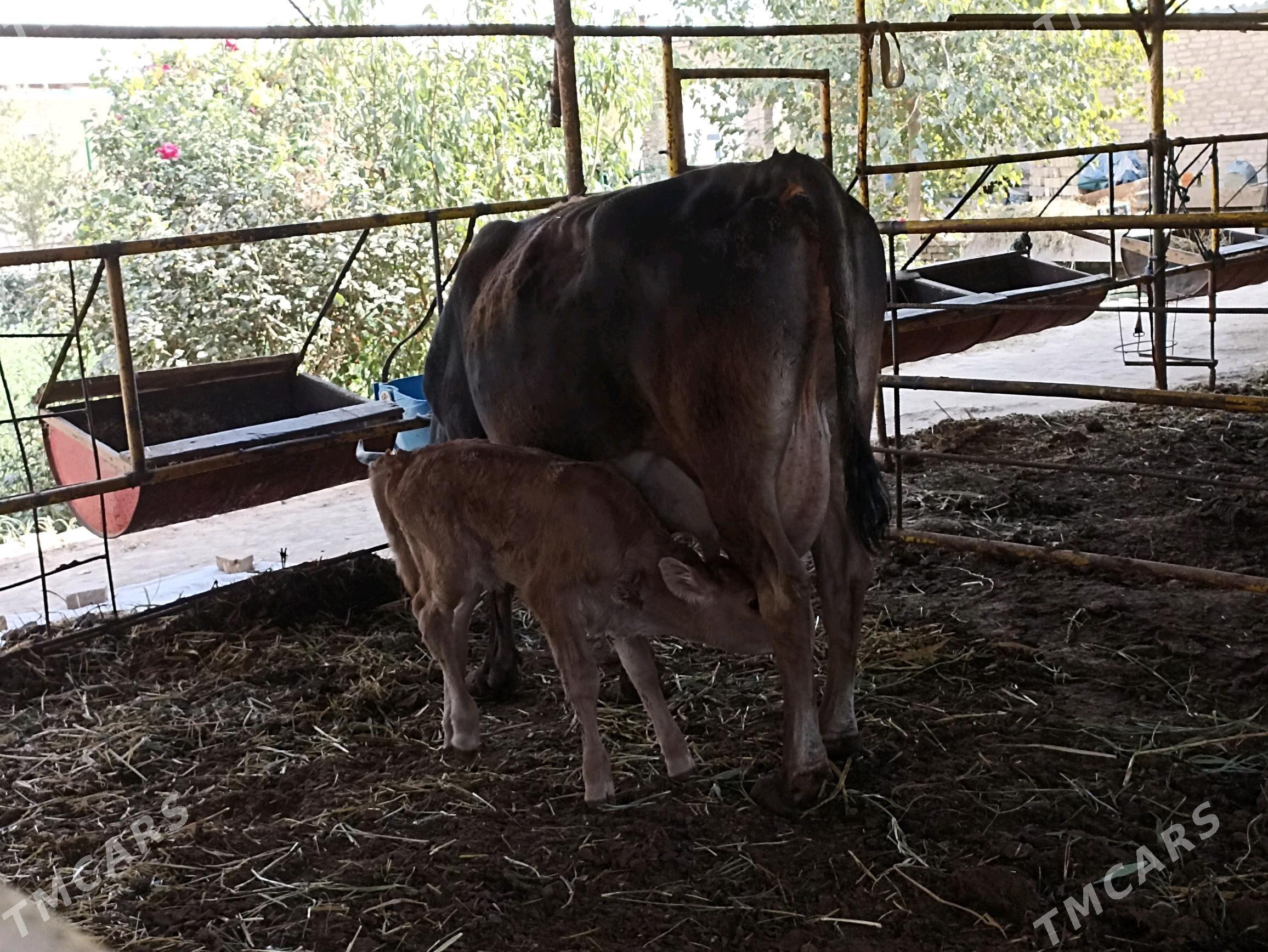 Goleli sygyr - Wekilbazar - img 6