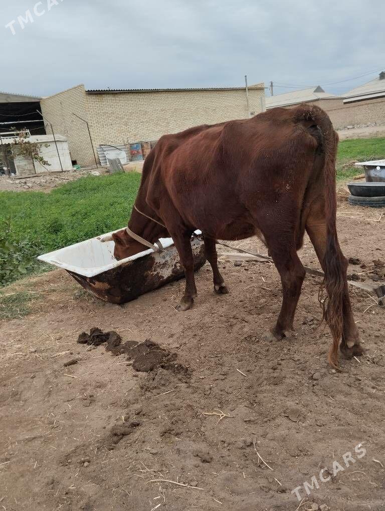 Uly goleli aygyr - Mary - img 3