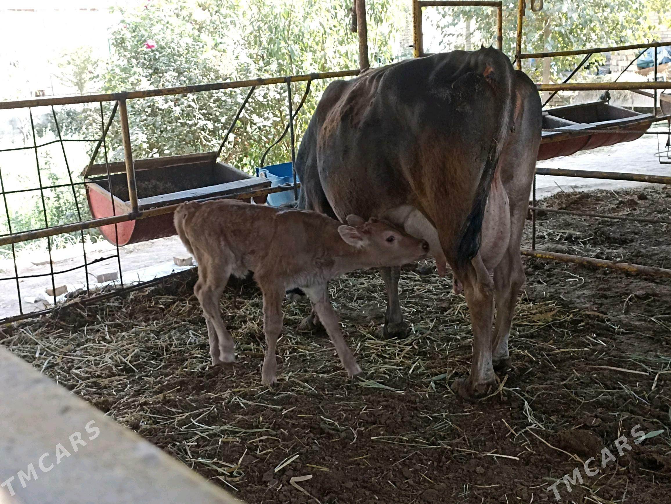 Goleli sygyr - Wekilbazar - img 7