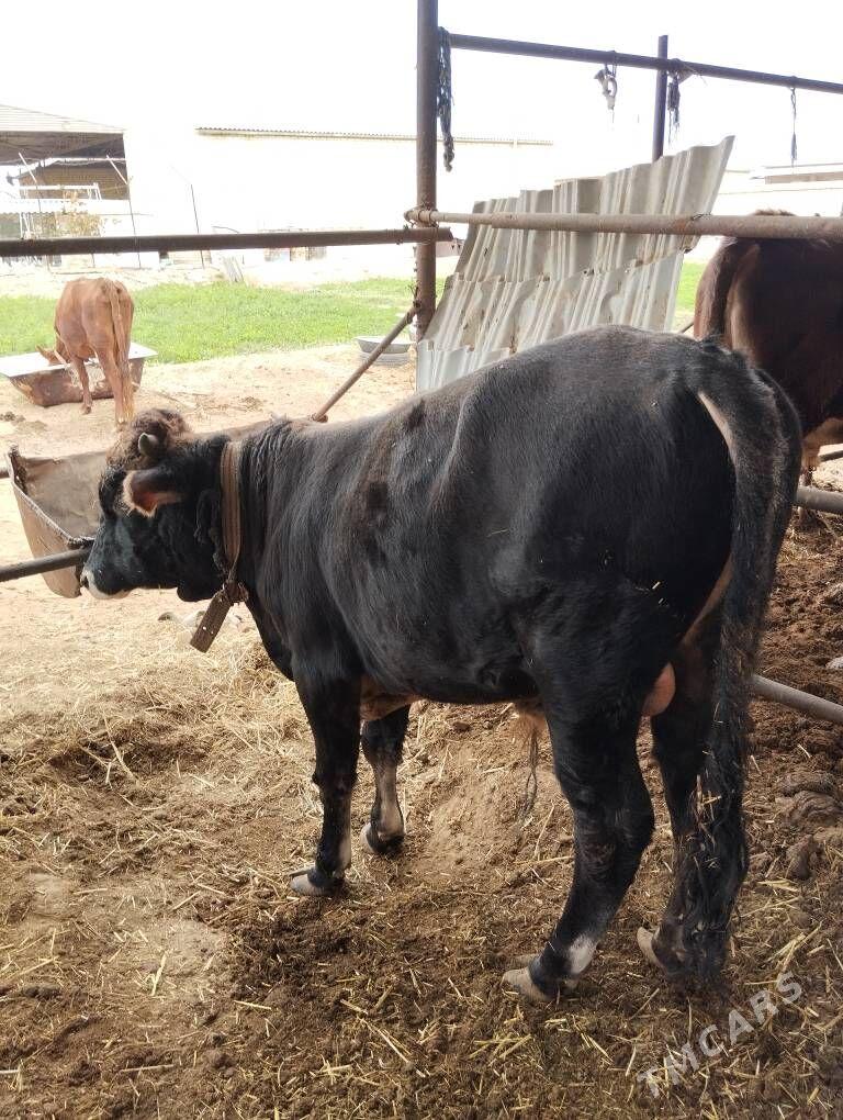 Uly goleli aygyr - Mary - img 4