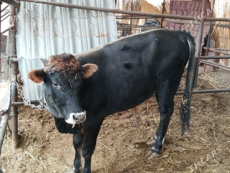 Uly goleli aygyr - Mary - img 2