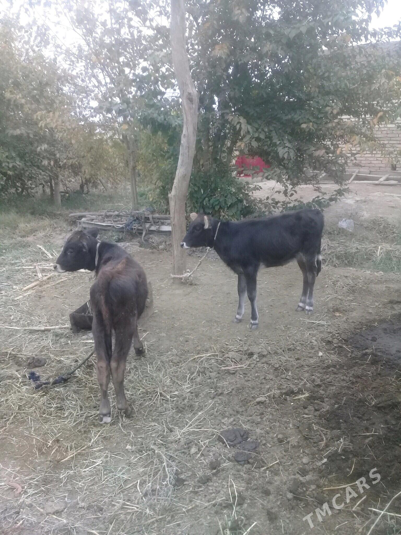 okuz tuwe - Babadaýhan - img 1