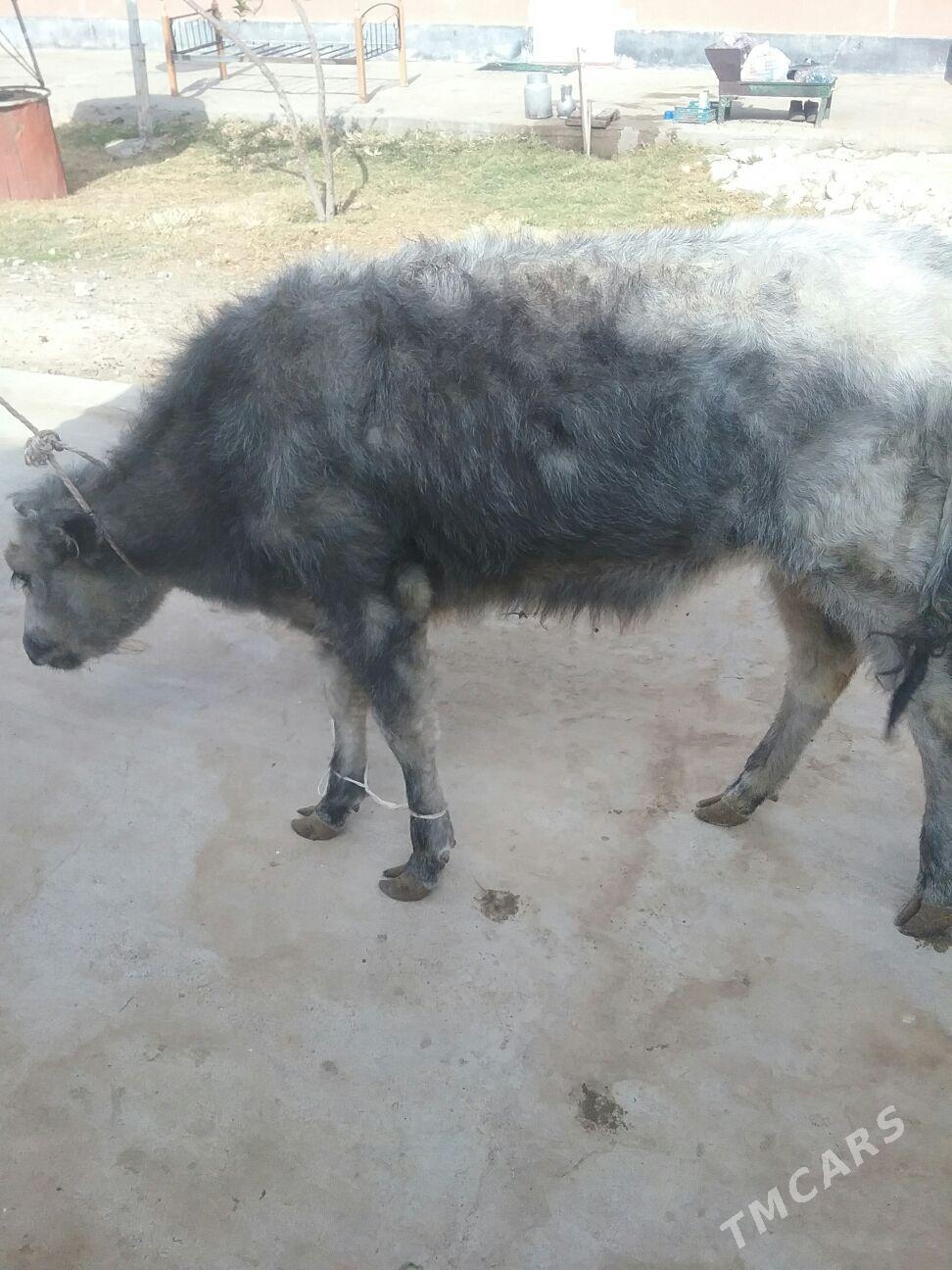 tüve. - Ак-Бугдайский этрап - img 5