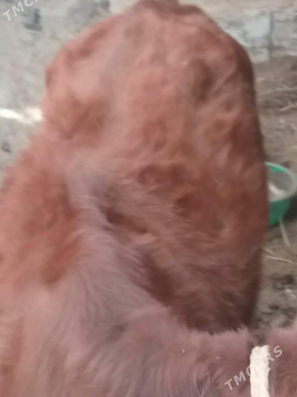 tüve. - Ак-Бугдайский этрап - img 2