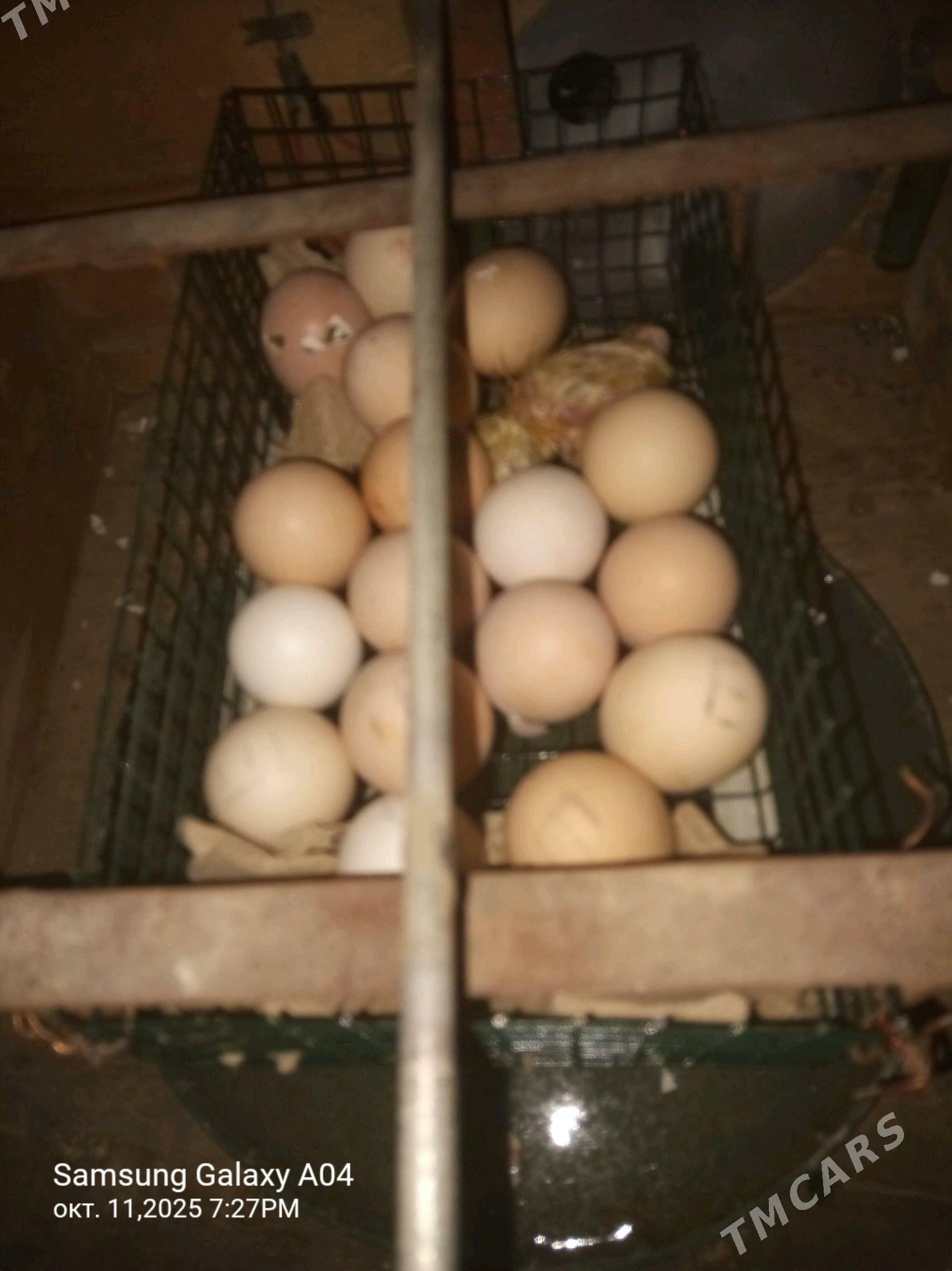 inkubator - Гызыларбат - img 4