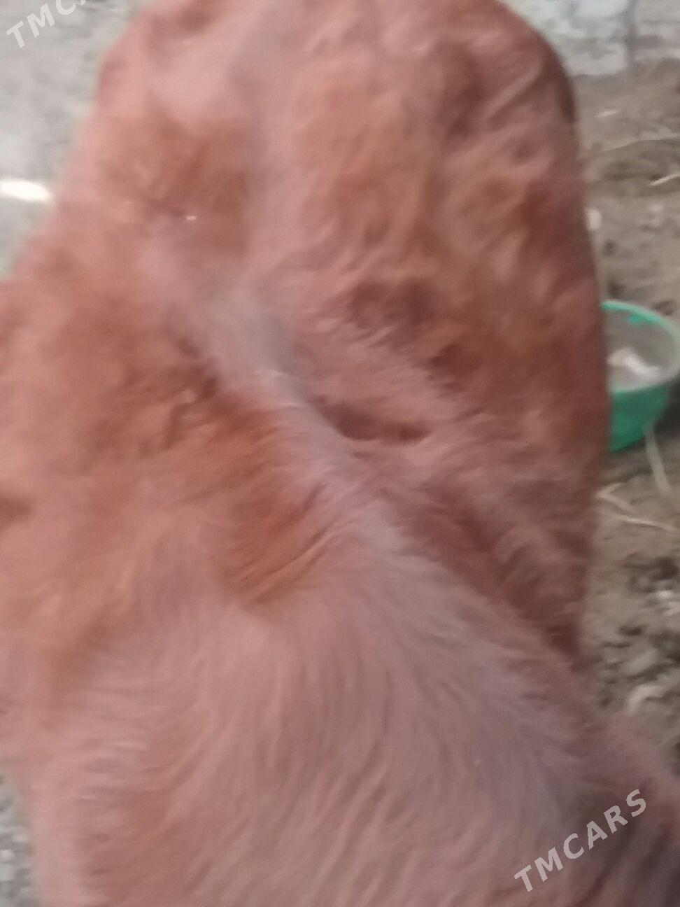 tüve. - Ак-Бугдайский этрап - img 1