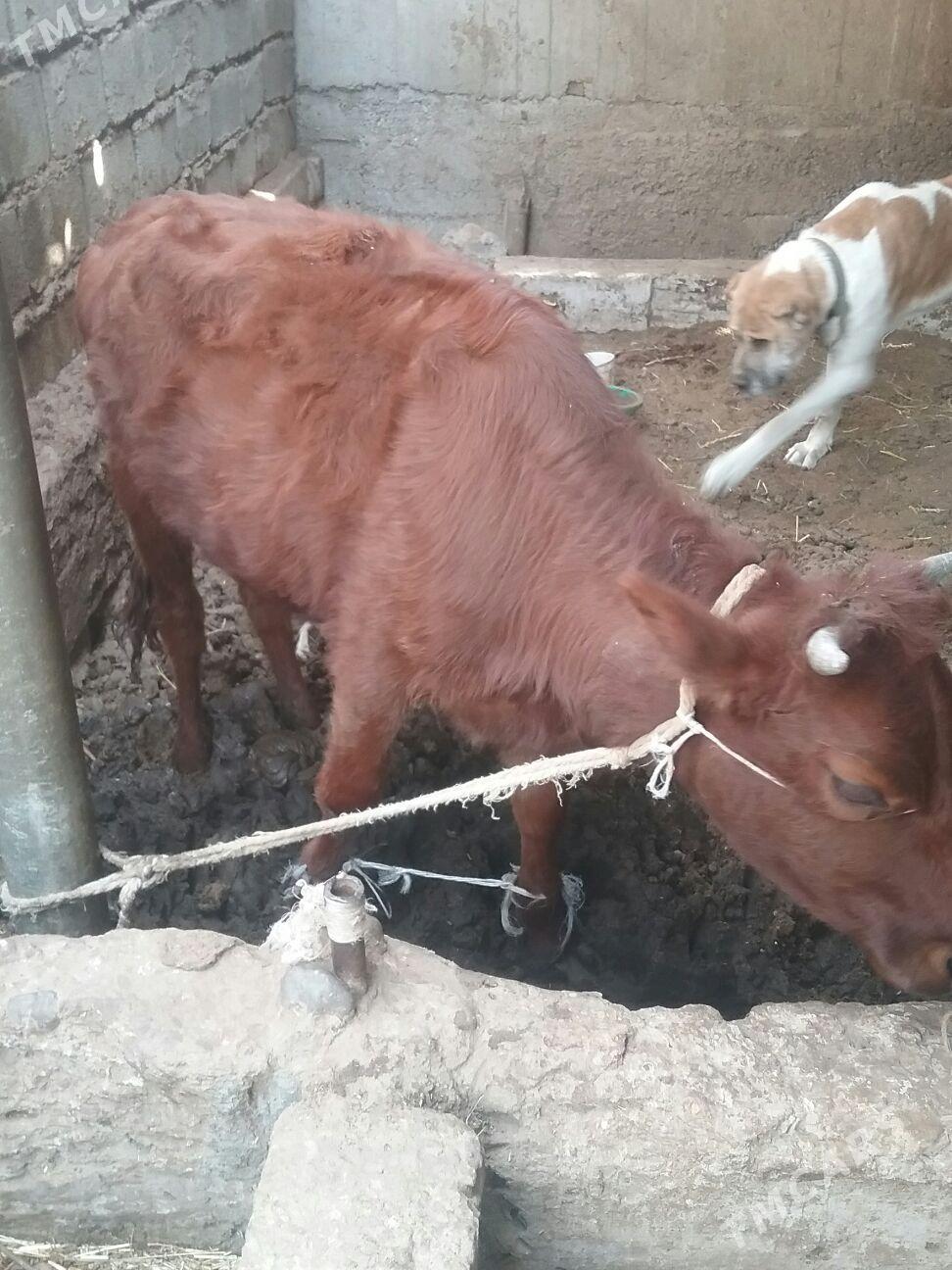 tüve. - Ак-Бугдайский этрап - img 3