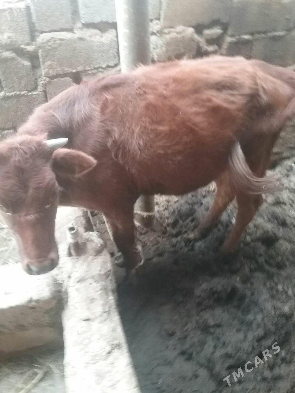 tüve. - Ак-Бугдайский этрап - img 4