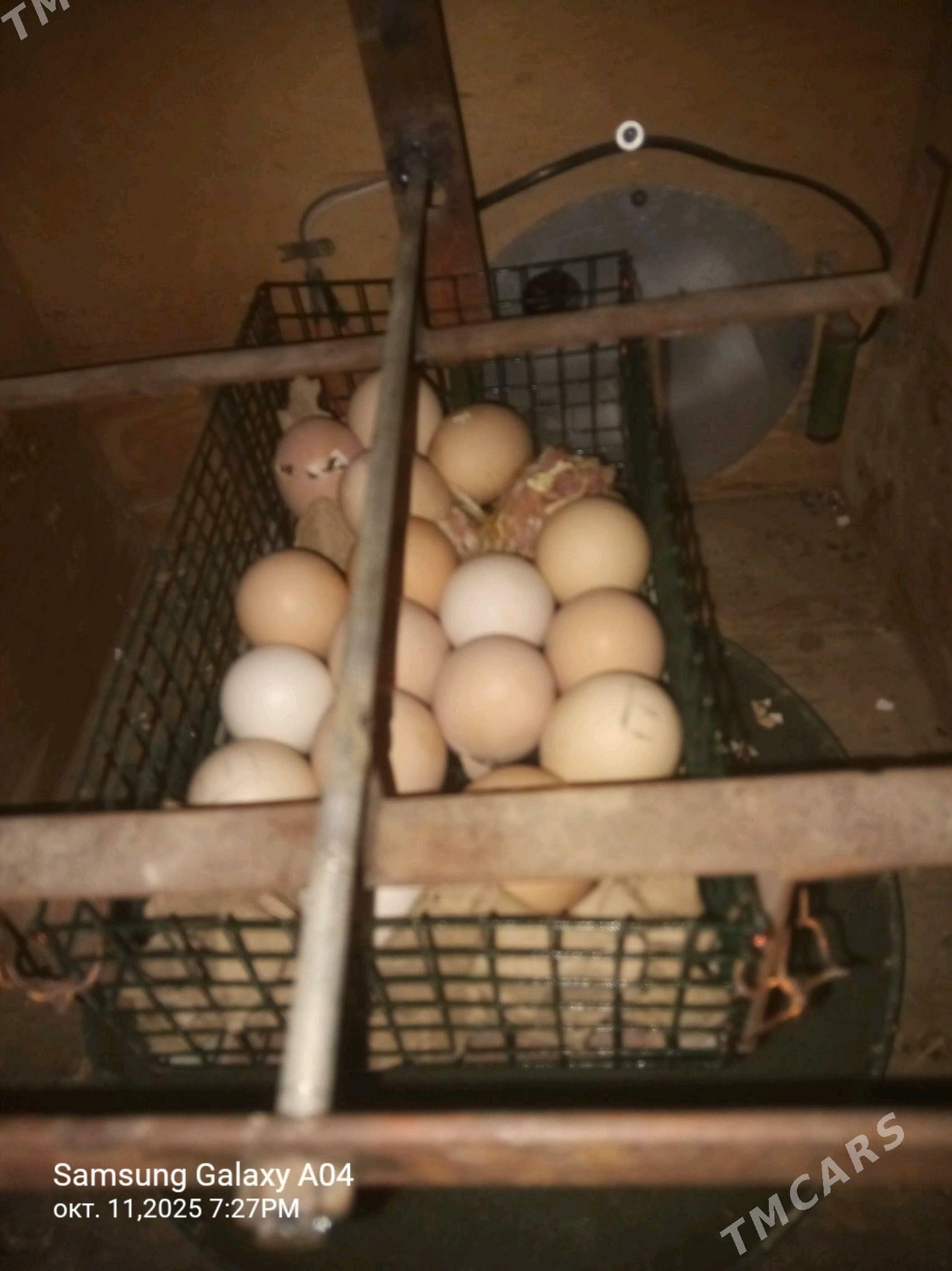 inkubator - Гызыларбат - img 3