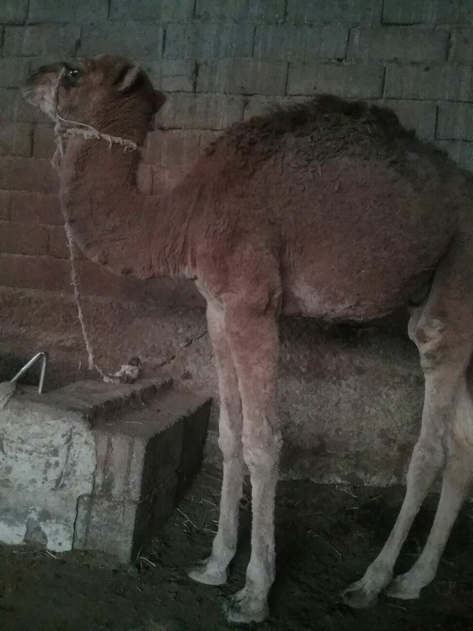 torum - Анев - img 3