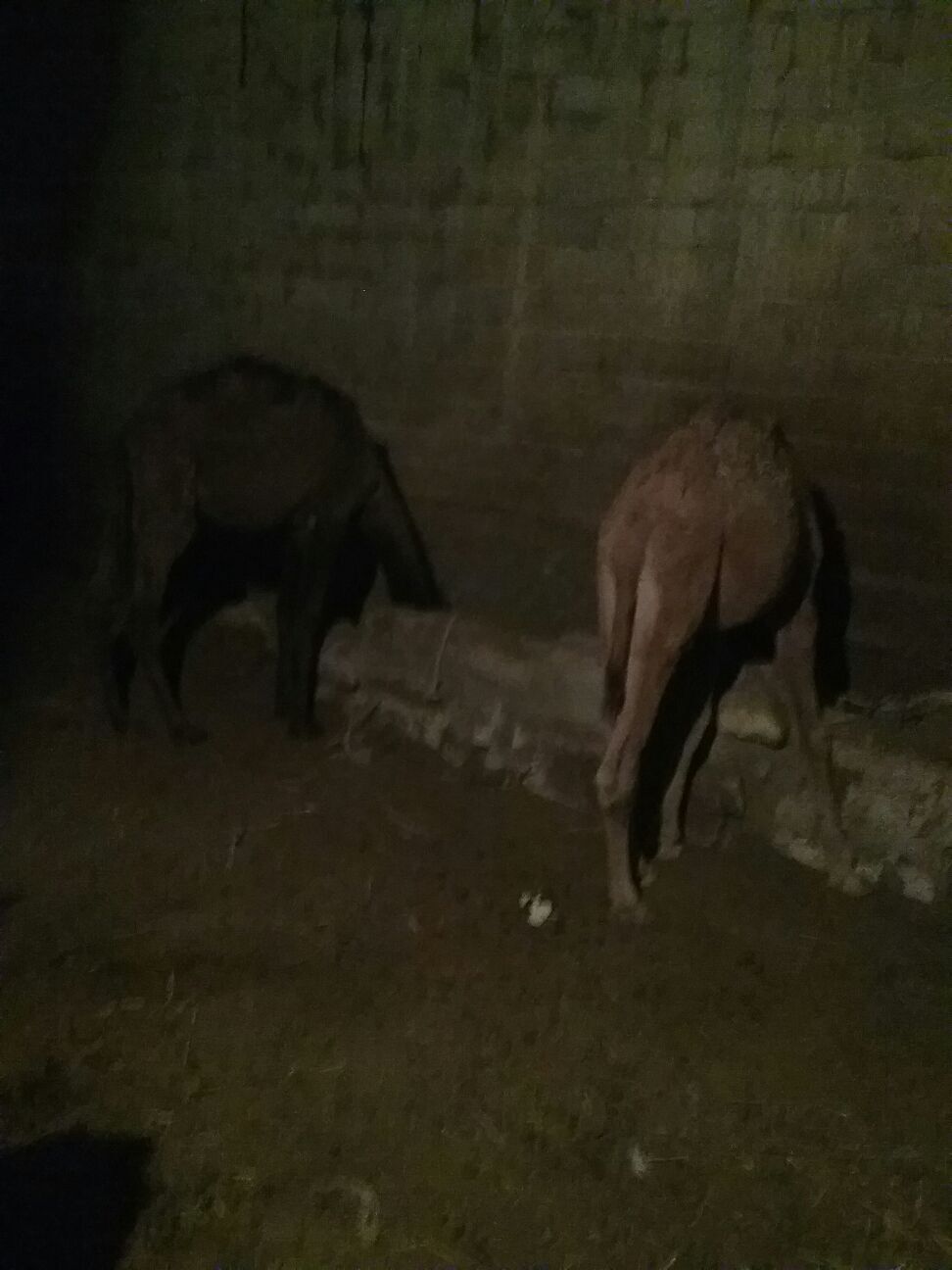 torum - Анев - img 2