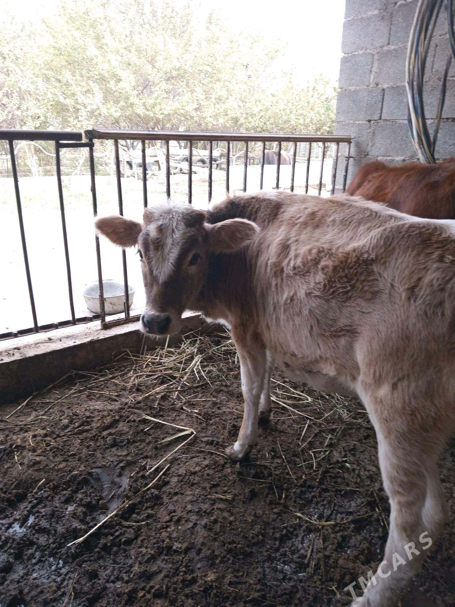 göle tüwe . - Ак-Бугдайский этрап - img 2