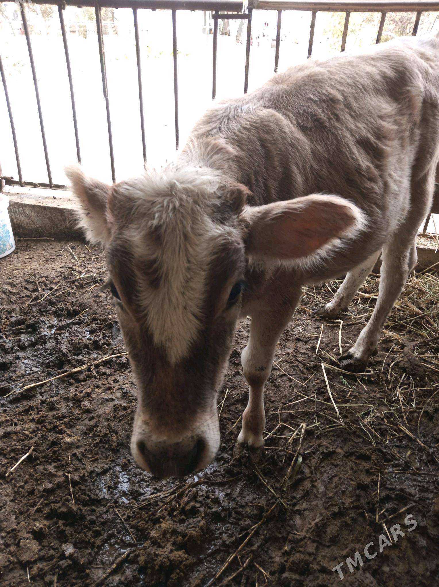 göle tüwe . - Ак-Бугдайский этрап - img 3